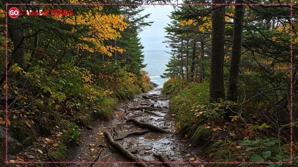 A first-person view of the rugged and muddy hiking path on the East Coast Trail Newfoundland, with exposed tree roots and rocks leading towards the ocean.